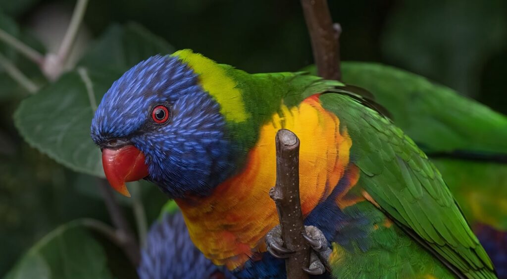 rainbow lorikeet, parrot, bird-7894162.jpg